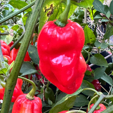 Roulette Habanero - Seeds - The Pepper Pantry (Formerly Marie Sharp's)